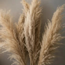 Kit 10 Capim Dos Pampas Natural Grande Dourado Decor Boho Casa Duque