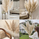 Kit 10 Capim Dos Pampas Natural Grande Dourado Decor Boho Casa Duque