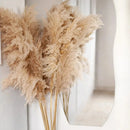 Kit 10 Capim Dos Pampas Natural Grande Dourado Decor Boho Casa Duque