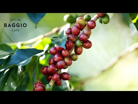 BAGGIO Flavored Coffee Chocolate Hazelnut 250g - 8.82 oz