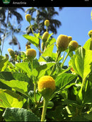 Cachaça With Jambu - Meu Garoto - 700 ml/20.71 fl.oz. - BuyBrazil